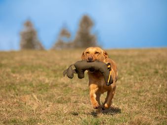 Rabbit_Dog_Dummy_produkt_foto_11_small_web (10)