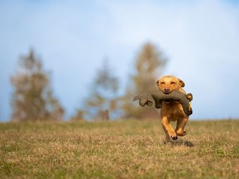 Rabbit_Dog_Dummy_produkt_foto_10_small_web (9)