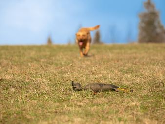 Rabbit_Dog_Dummy_produkt_foto_12_small_web (11)