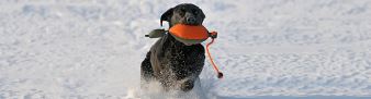 Bird Dog Dummy Winter Edition