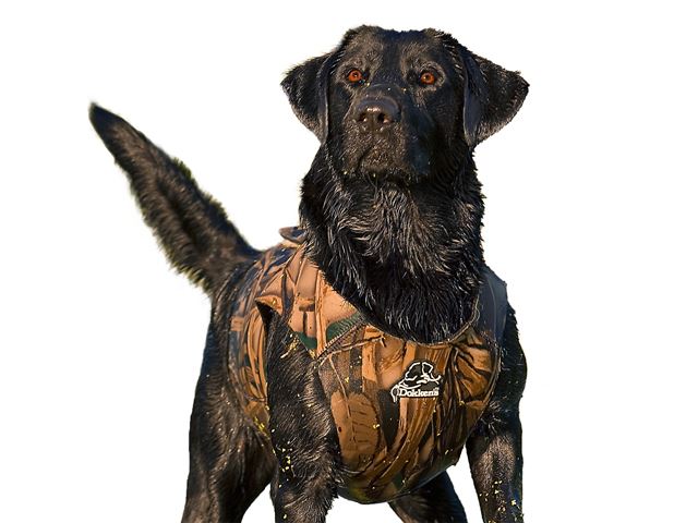 Dokken's neoprene dog vest