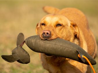 Rabbit_Dog_Dummy_produkt_foto_02_small_web (3)