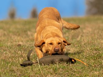Rabbit_Dog_Dummy_produkt_foto_09_small_web (8)