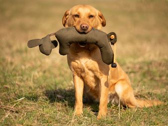 Rabbit_Dog_Dummy_produkt_foto_04_small_web (4)